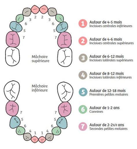 Illustration du processus de dentition chez le bébé (développement des bourgeons et éruption des dents)