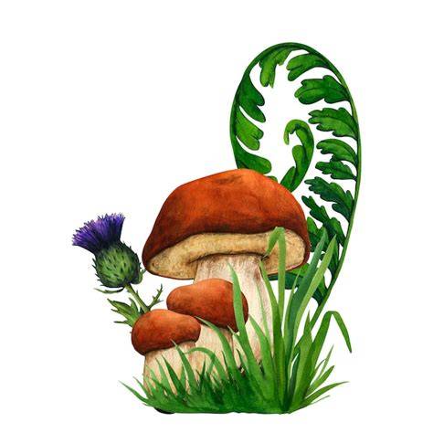 fèves champignons forêt illustration naturelle