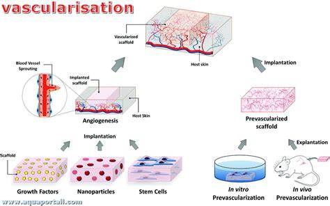 schéma vascularisation placentaire et prééclampsie