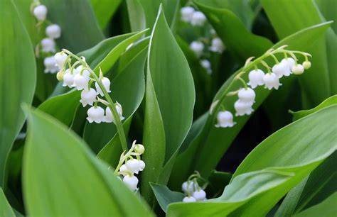 muguet fleurs porte-bonheur 1er mai