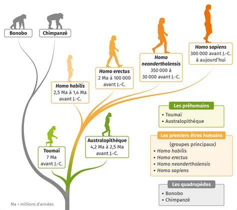 Schéma de l’évolution familiale après une naissance