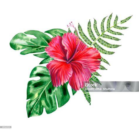 illustration faire-part tropical et fleurs hibiscus