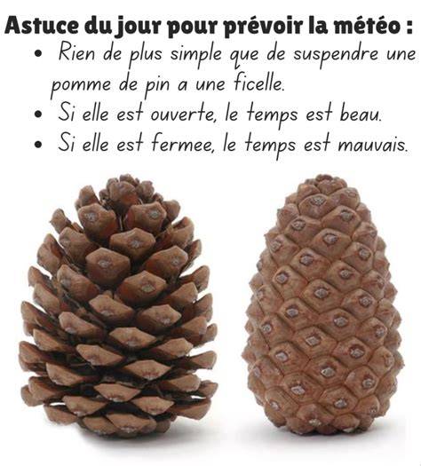 Marque-place naturel pomme de pin
