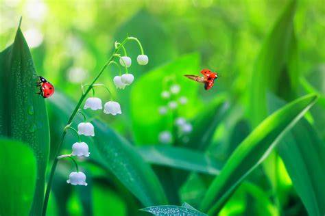 image muguet printemps animation