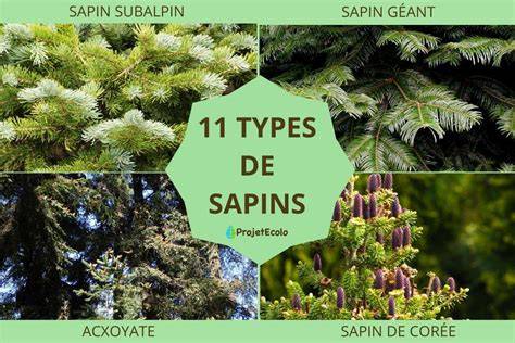 généralités_sur_les_sapins_et_variétés