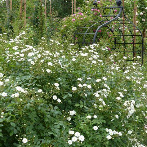 rosier grimpant guirlande d'amour - mur florissant
