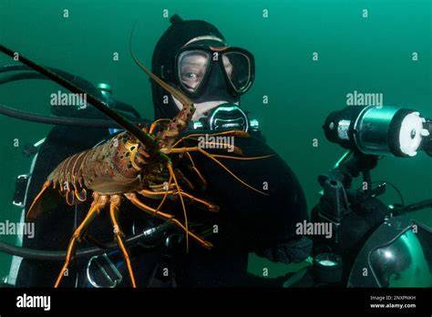 Plongeur observant homard sous-marin