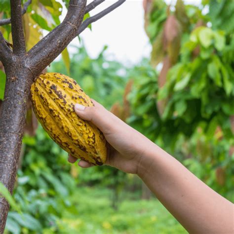 Récolte de cabosses de cacao mûres