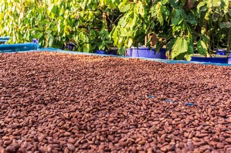 Séchage des fèves de cacao au soleil