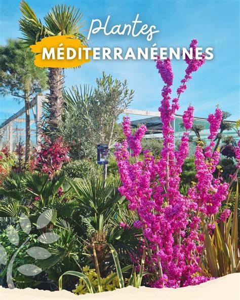 Jardinerie plantes tropicales et méditerranéennes