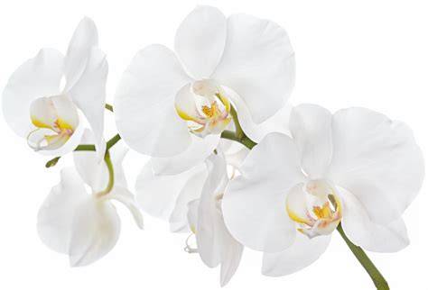 orchidée blanche carto florale