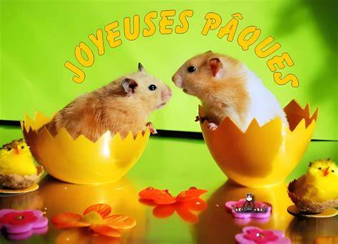 Hamsters dans coquilles œufs colorées