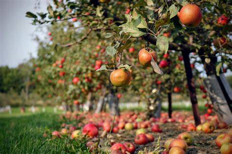Pommes anciennes et verger en automne