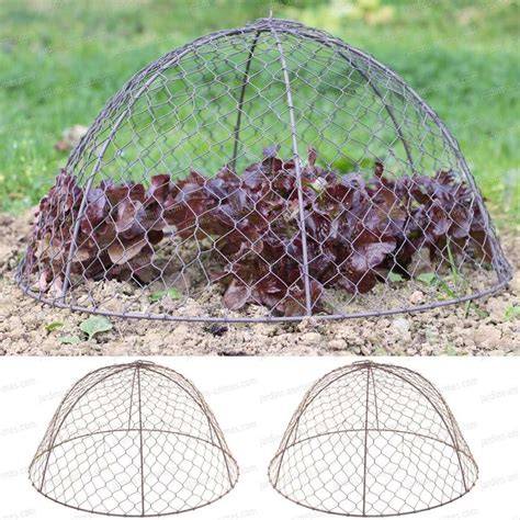 Cloche grillagée protégeant jeune plante
