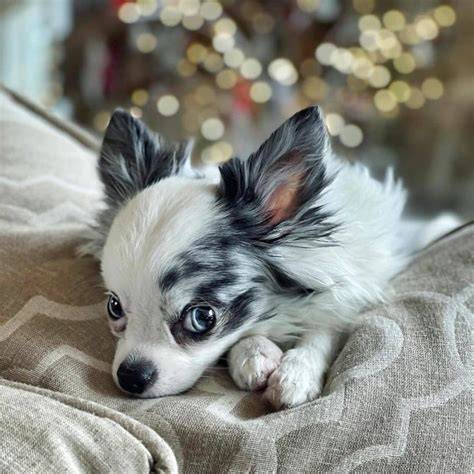 Pomsky et chihuahua à poils longs