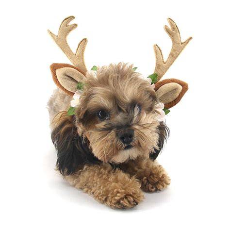 Petit chien avec serre-tête de renne