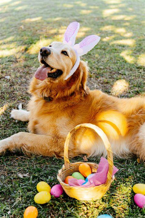 Golden Retriever avec oreilles de lapin