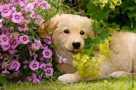 Golden Retriever dans un jardin de Pâques