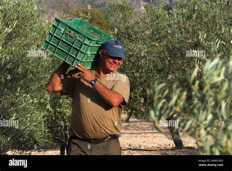 Scène de récolte d’olives en Provence