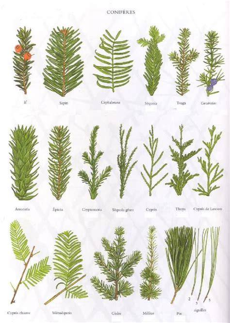 Classification botanique des conifères