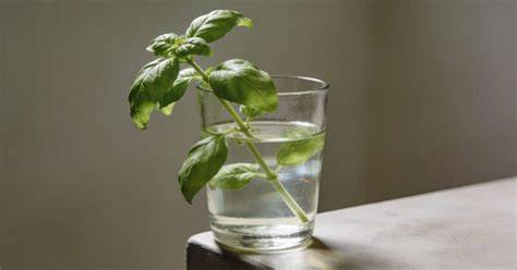bouture de basilic dans verre d’eau