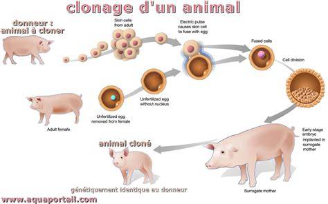 Chronologie du clonage animal et lois européennes