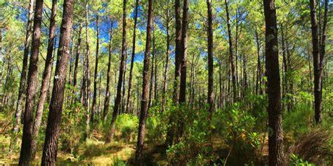 Trail en forêt des Landes
