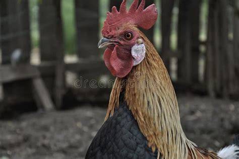 Coq dans une basse-cour rurale
