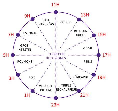 grasse matinée et horloge biologique