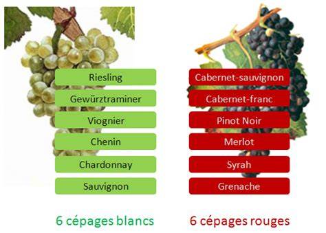 schéma des cépages et profils des vins rouges rosés blancs