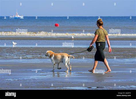 Chien en laisse sur plage de sable