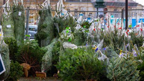 Insectes cachés dans les branches d’un sapin