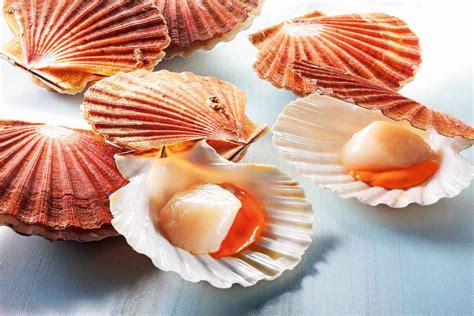 Coquilles Saint-Jacques fraîches port normand