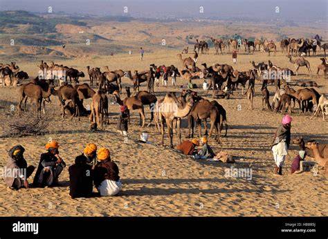 Foire aux chameaux de Pushkar Rajasthan