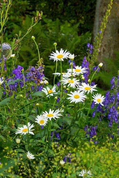 Marguerite éclatante dans un champ fleuri