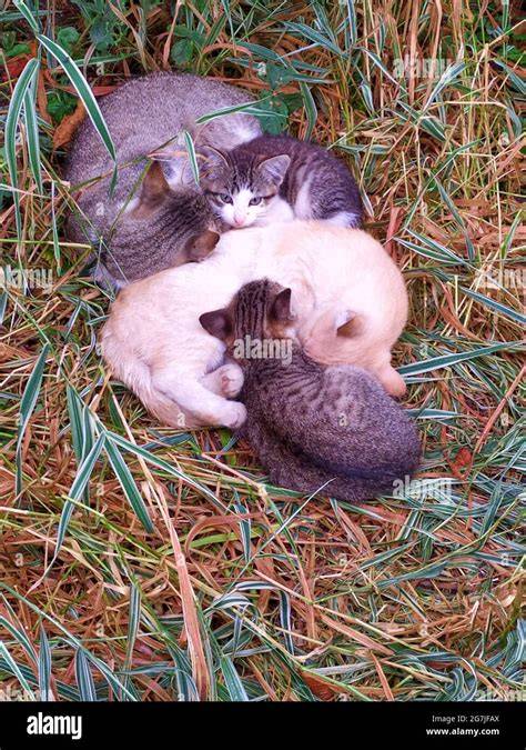 Famille de chats dans l'herbe