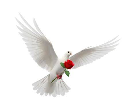 Pigeon blanc portant une rose rouge