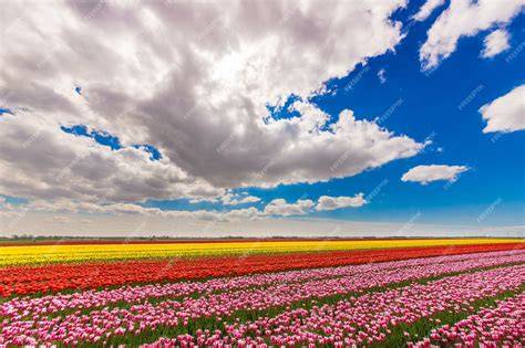 Champ fleuri sous ciel bleu nuageux