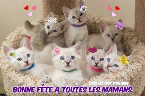 Chatons tendres bonne fête maman
