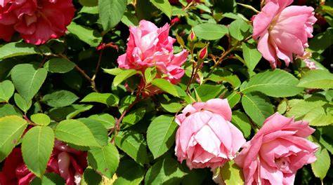 Fleurs et feuilles du rosier des sapins