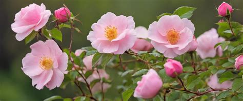 Lisière forestière favorable aux rosiers sauvages