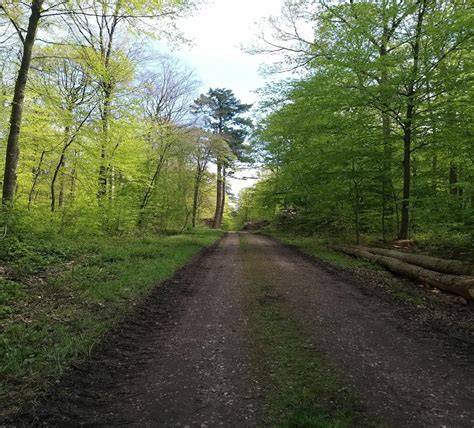circuit 8 km avec forêt et décorations