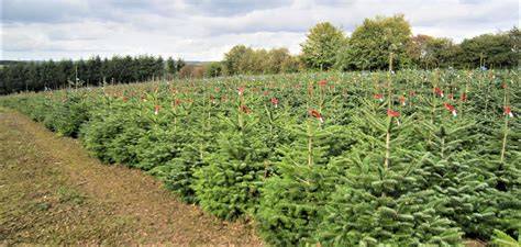 Culture de sapins de Noël en plantation