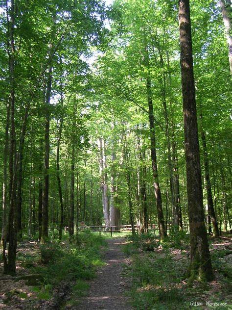 Forêt domaniale de Senonches