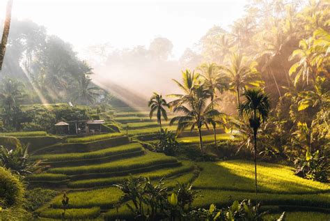 Rizières de Bali au coucher du soleil