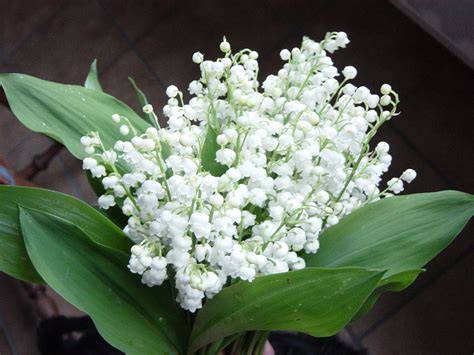 bouquet de muguet du premier mai