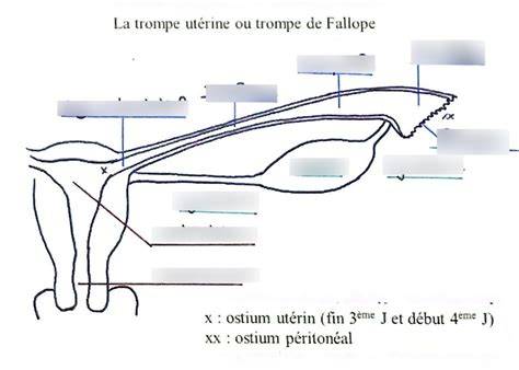 Schéma implantation embryon trompe utérine