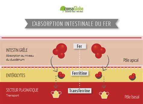 schéma des sources et absorption du fer
