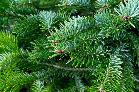 Sapin Nordmann alimentation et aesthetics