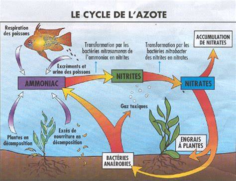 carte conceptuelle du cycle de l’azote dans un bac Walstad